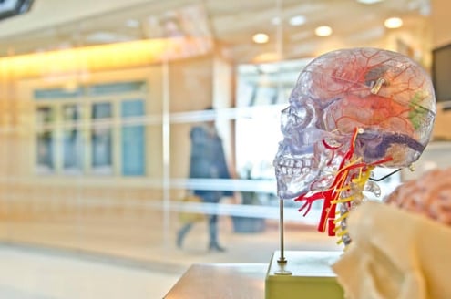 model of a brain 