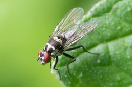 A fly on a leaf
