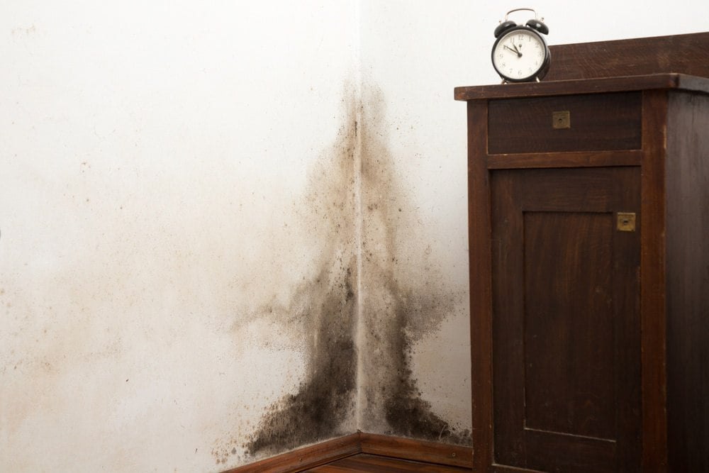 black mold in houston