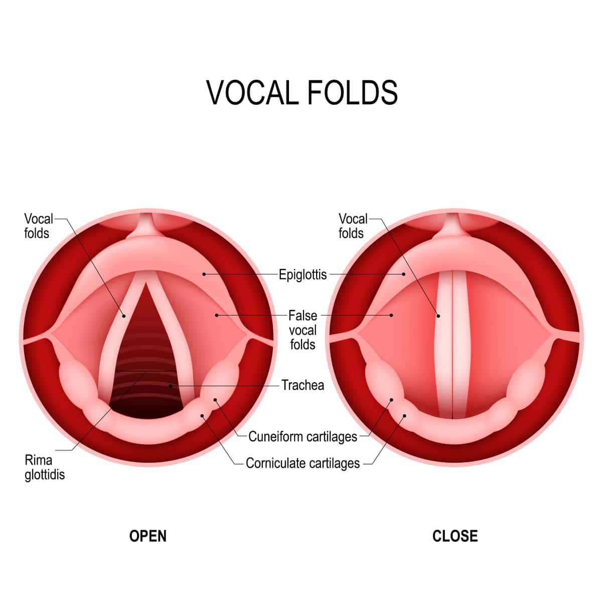 vocal chords2